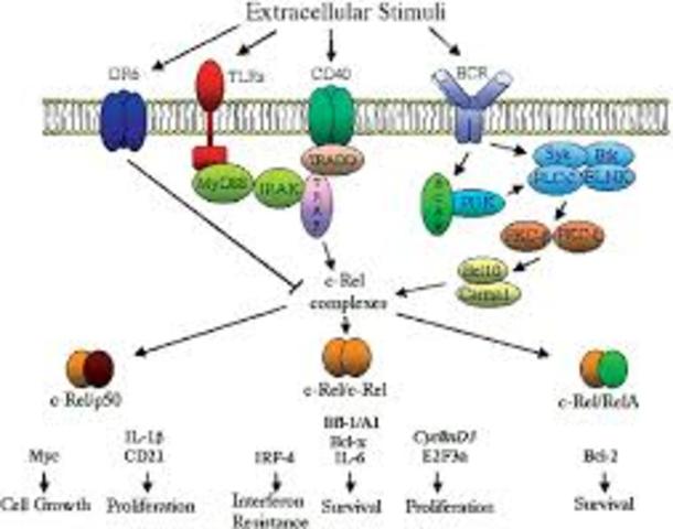 DISCOVERIES OF C-REL
