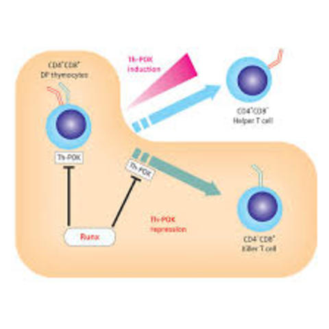 DISCOVERIES ON THE GENE TH-POK