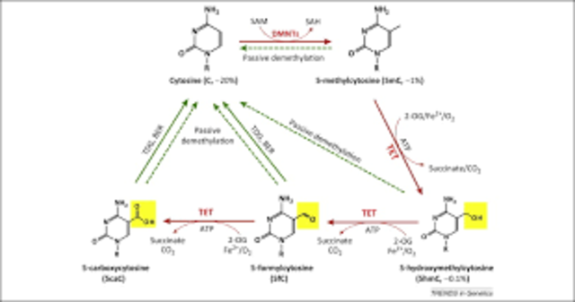 TET PROTEINS ALTER GENE EXPRESSION IN STEM CELLS AND CANCER