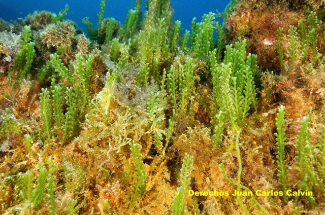 xurdiron as primeiras algas unicelulares.