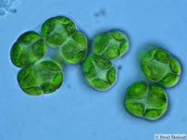 xurdiron as primeiras algas unicelulares.