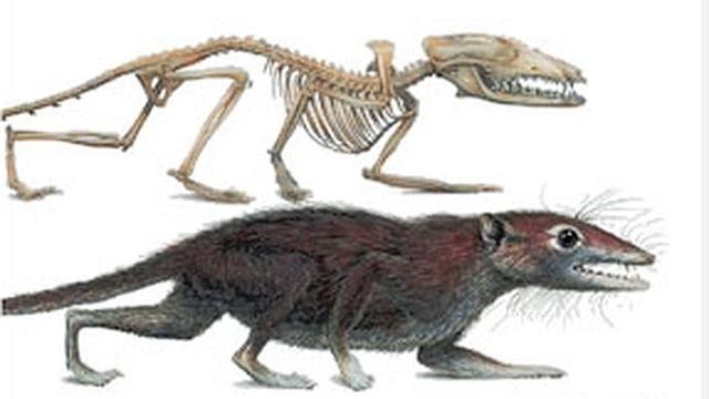 xurdiron os primeiros mamíferos