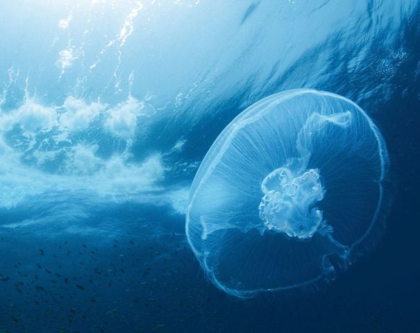 xurdiron os océanos.