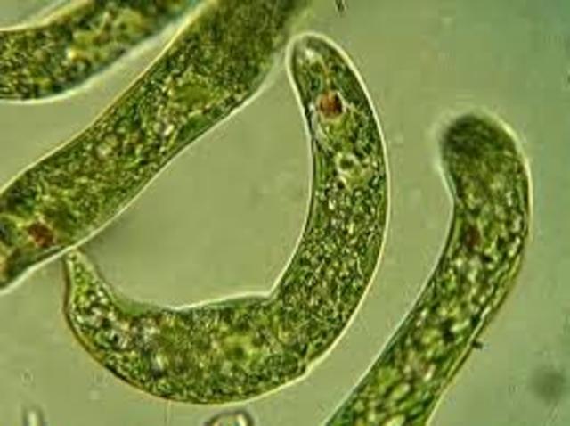 Xurdiron as primeiras algas unicelulares.