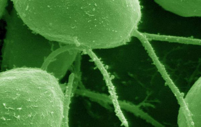 xurdiron as primeiras algas unicelulares.