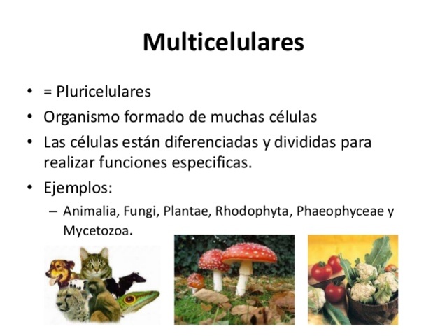 apareceron os primeiros seres multicelulares.