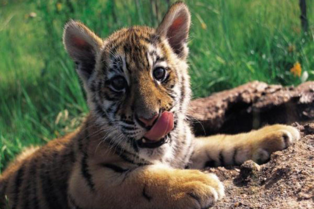 xurdiron os primeiros mamíferos.