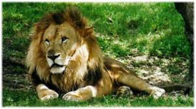 xurdiron os primeiros mamíferos.