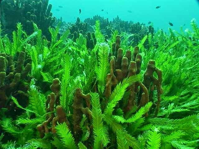 Primeiros seres multicelulares