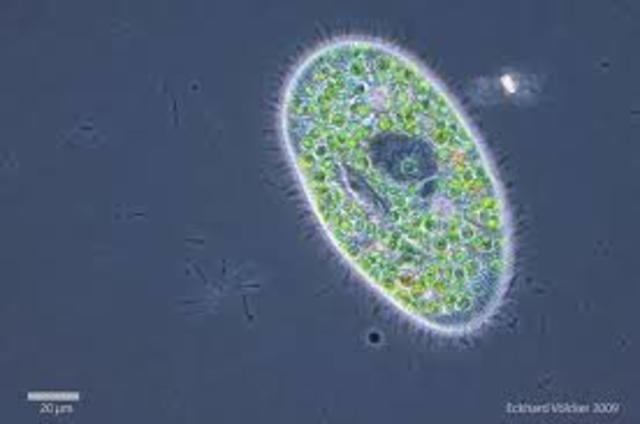 os primeiros seres multicelulares