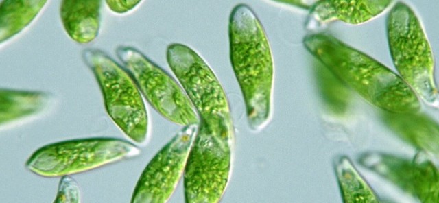 Xurdiron as primeiras algas unicelulares