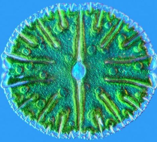 Xurdiron as primeiras algas unicelulares