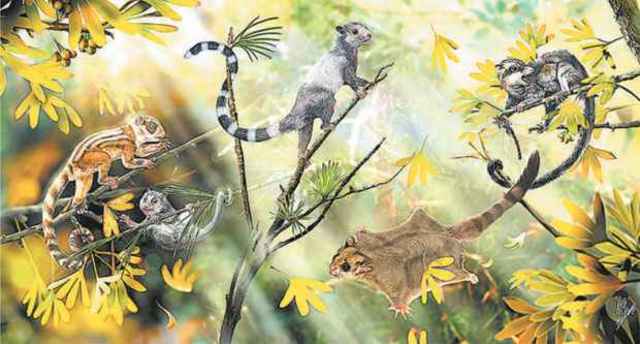 Xurdiron os primeiros mamíferos