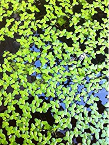 Giant Genome Sequencing