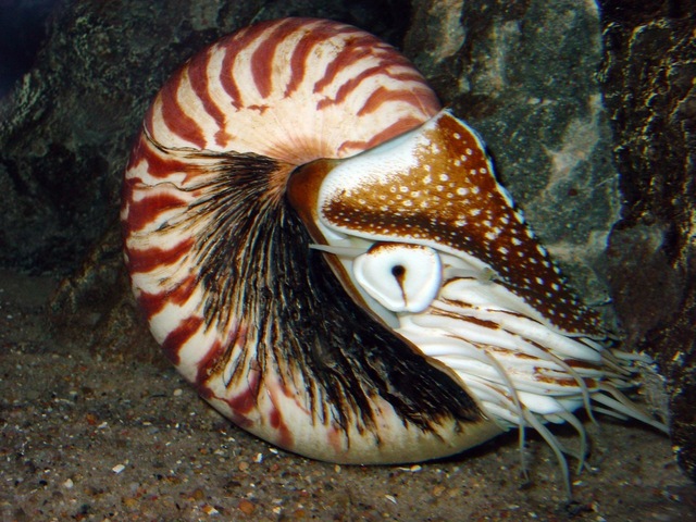 invertebrati marini