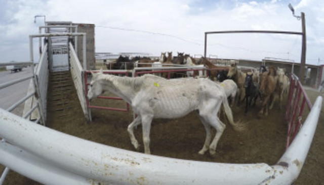 Exposed Texas Slaughter House