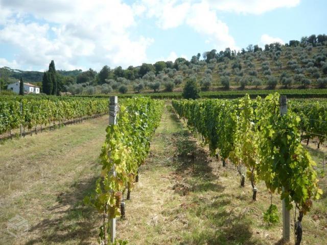 Plantação das vinhas