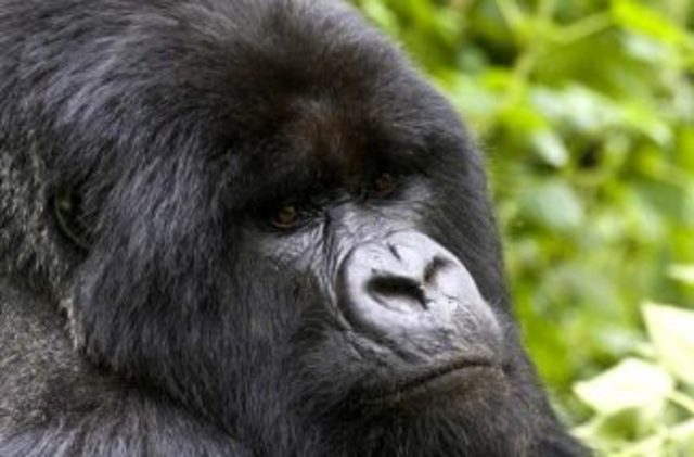 Protect The Primates!