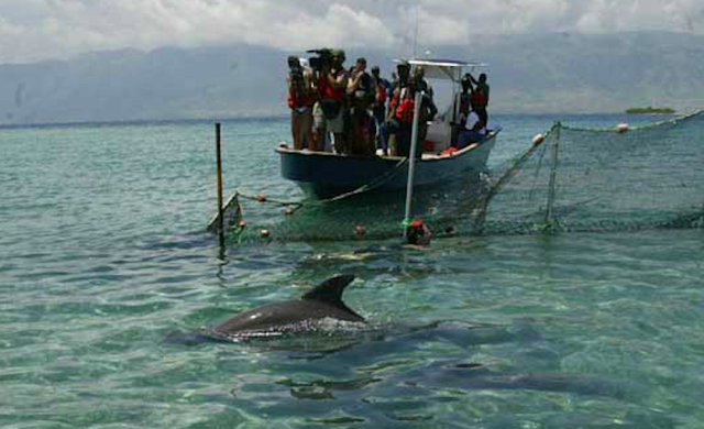 Dolphins in Haiti