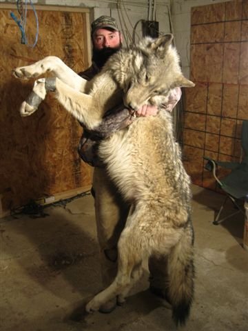 EL LOBO GRIS MAS PESADO