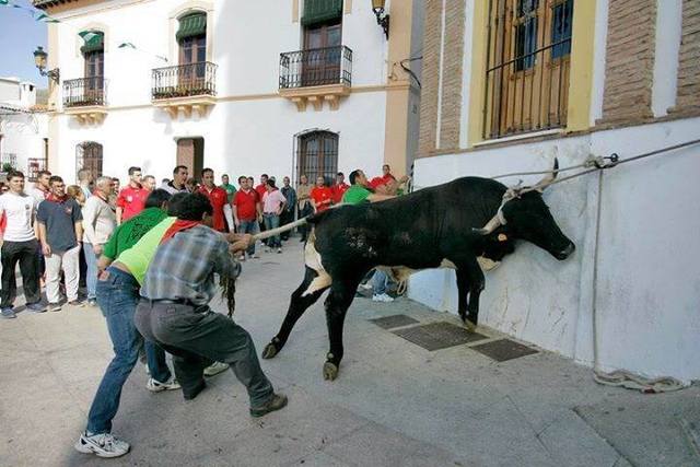 2º Festejo- El toro ensogado