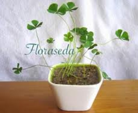 WHEN IWAS SIX YEARS OLD I  BROKEN THE FRETS.I USED TO  SING. I COULDNT  LEMON EAT PLANS