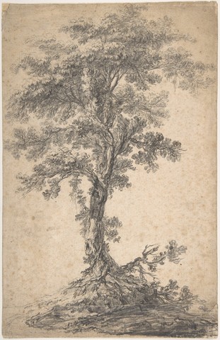 JEAN PILLEMENT «&nbsp;étude d'arbre&nbsp;»