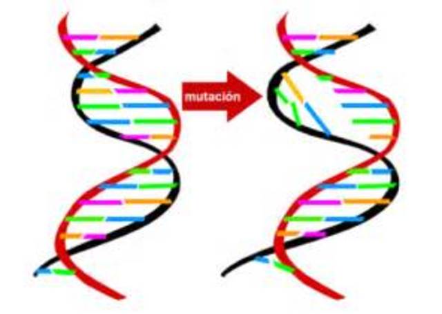 Mutación
