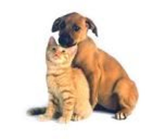 Definición De Mascota