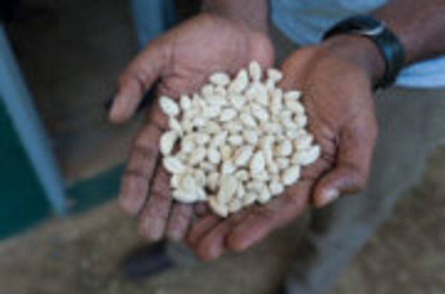 In Ethiopia, Tsege is empowered to succeed and thrive as a single mother and farmer