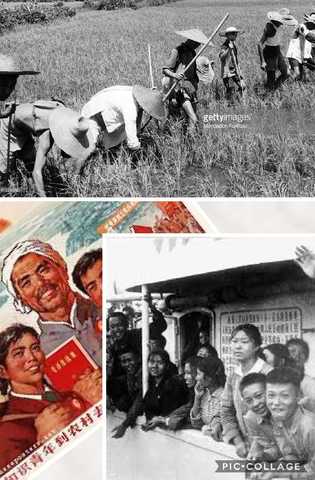 GREAT PROLE. REV. Millions are sent to "learn from the peasants."