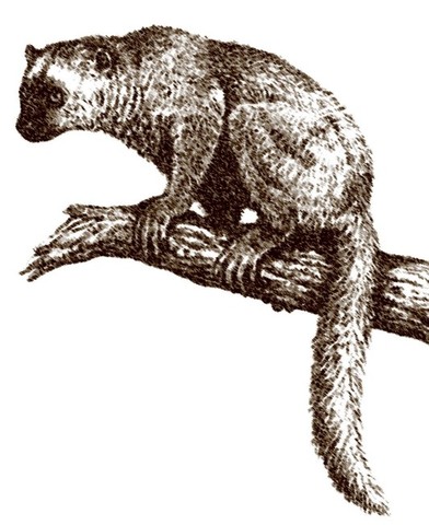 Aparición de los mamíferos