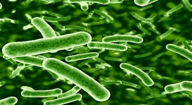 Primeras bacterias productoras de oxígeno