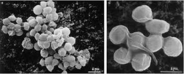 apareceron os primeiros seres multicelulares.