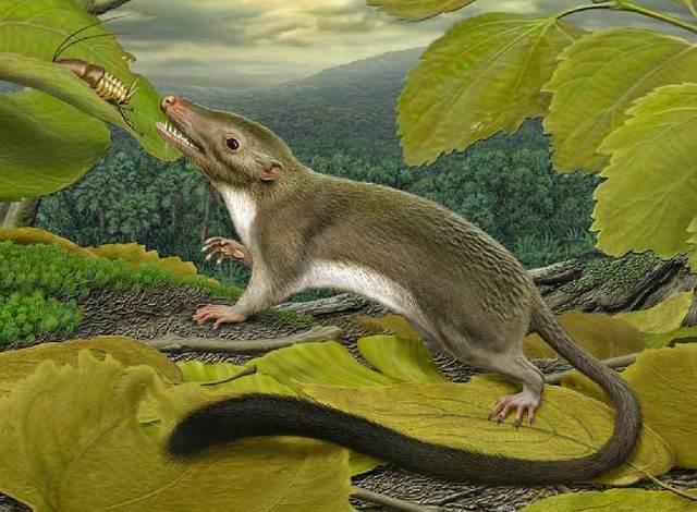 xurdiron os primeiros mamíferos.