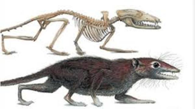 xurdiron os primeiros mamíferos.