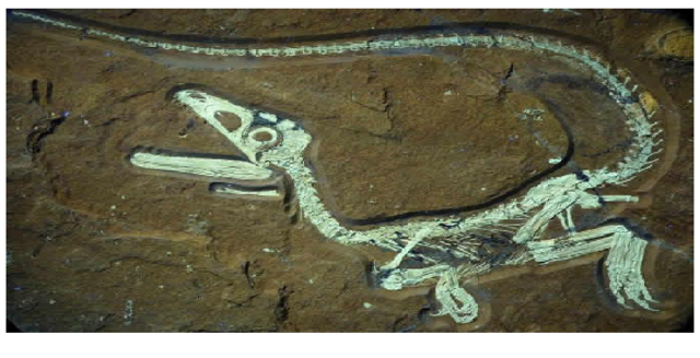 Extinción dos dinosaurios