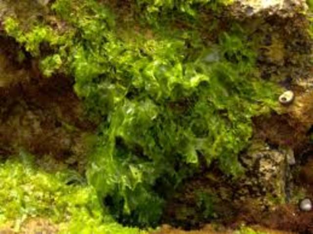 Xurdiron as primeiras algas unicelulares