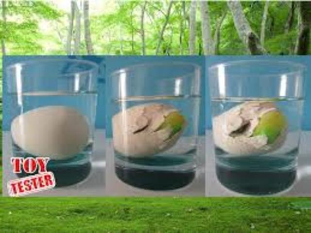 Nacemento dos dinosaurios