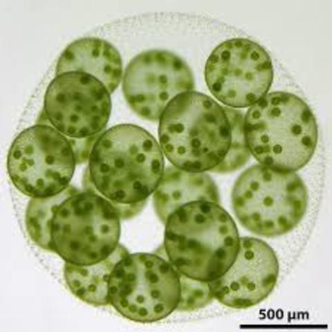 PRIMEIROS SERES PLURICELULARES