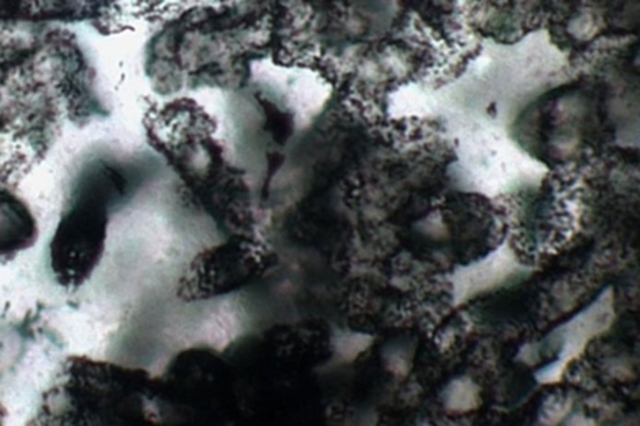 aparecen as primeiras bacterias sobre a Terra