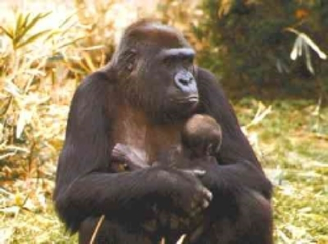 xurdiron os primeiros mamíferos.