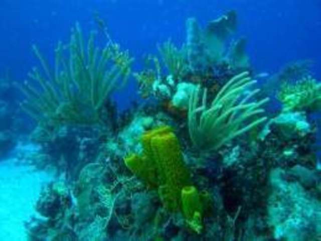 xurdiron as primeiras algas unicelulares.