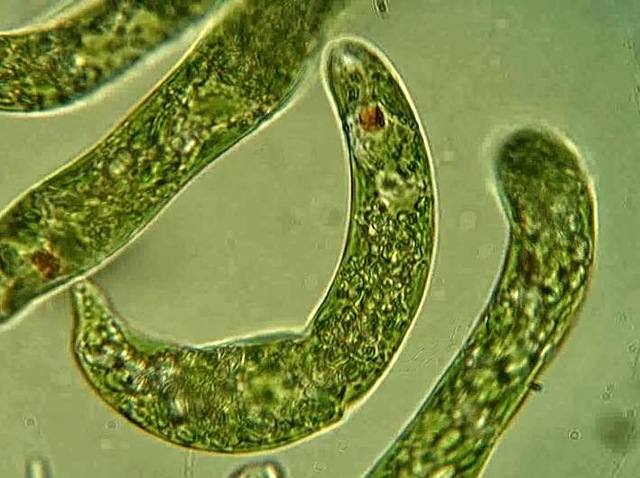 xurdiron as primeiras algas unicelulares.