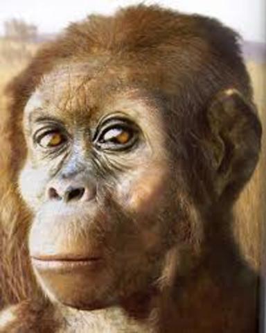 ás 18:17 h naceu o australopitecus.