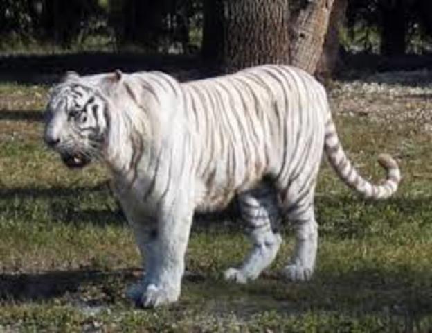 Xurdiron os primeros mamiferos