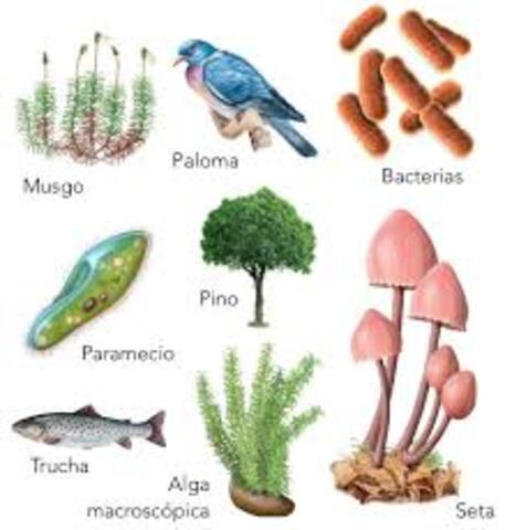 seres multicelulares.