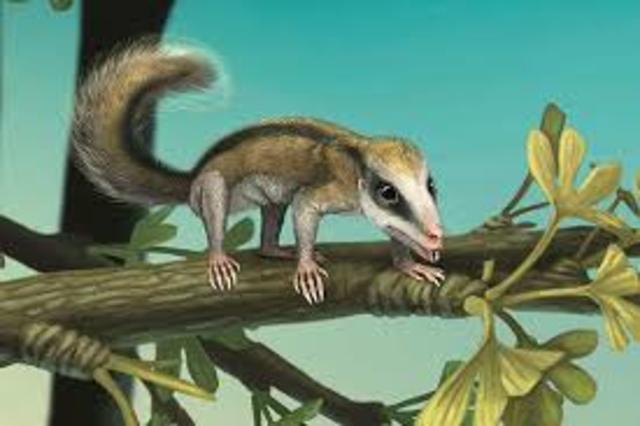 os primeiros mamíferos.