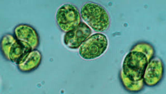 primeiras algas unicelulares