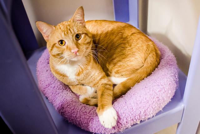 Animal Poison Control